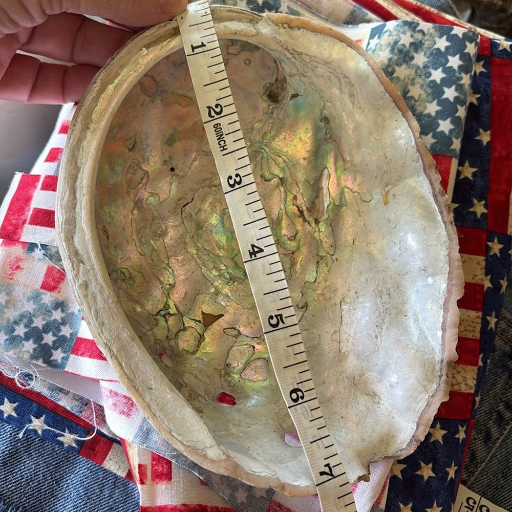 Abalone Sea Shell - Picture 2 of 9